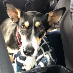 Meet your Posher, Dianne